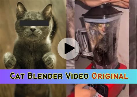 cat in the blender video twitter|Twitter. It’s what’s happening / Twitter